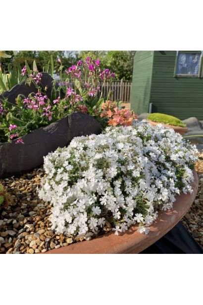 Флокс дугласа ’Айсберг’ цвіте білим у рокарії